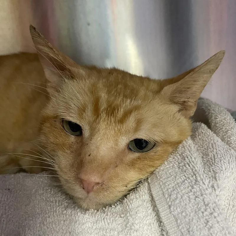 A senior medium-sized male Orange / Red Domestic Short Hair cat named Unspecified Rabbit for adoption in Austin, TX