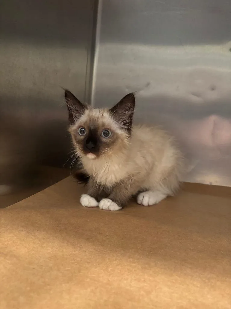 A baby small-sized female Domestic Short Hair cat named Talia for adoption in Cartersville , GA