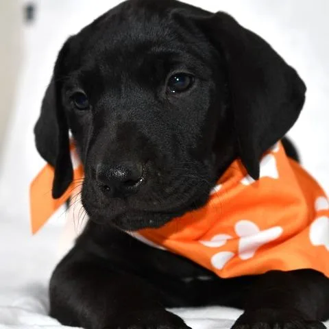 Muenster thumbnail 2