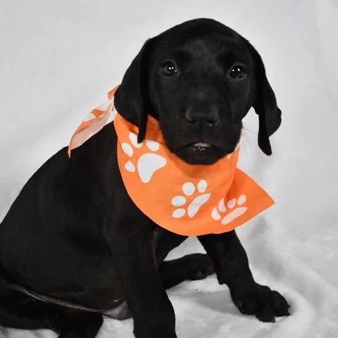 Muenster thumbnail 3