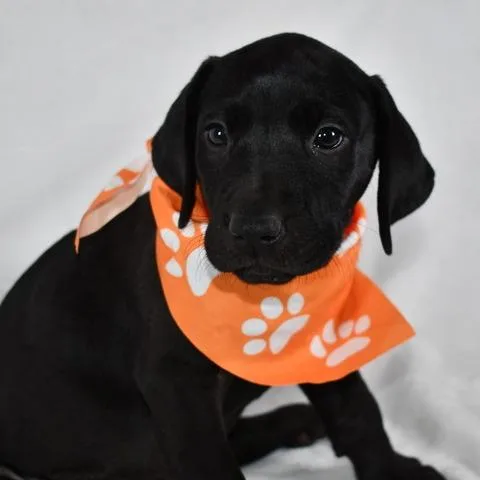 Muenster thumbnail 4