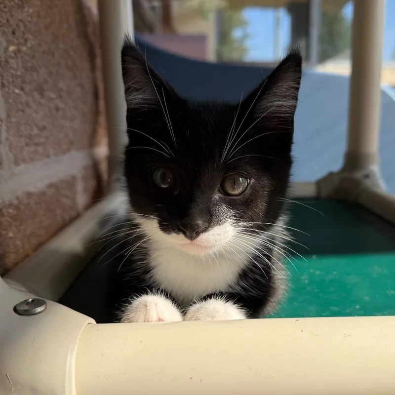 A baby small-sized male Black Domestic Short Hair cat named Sunflower for adoption in Chattanooga, TN