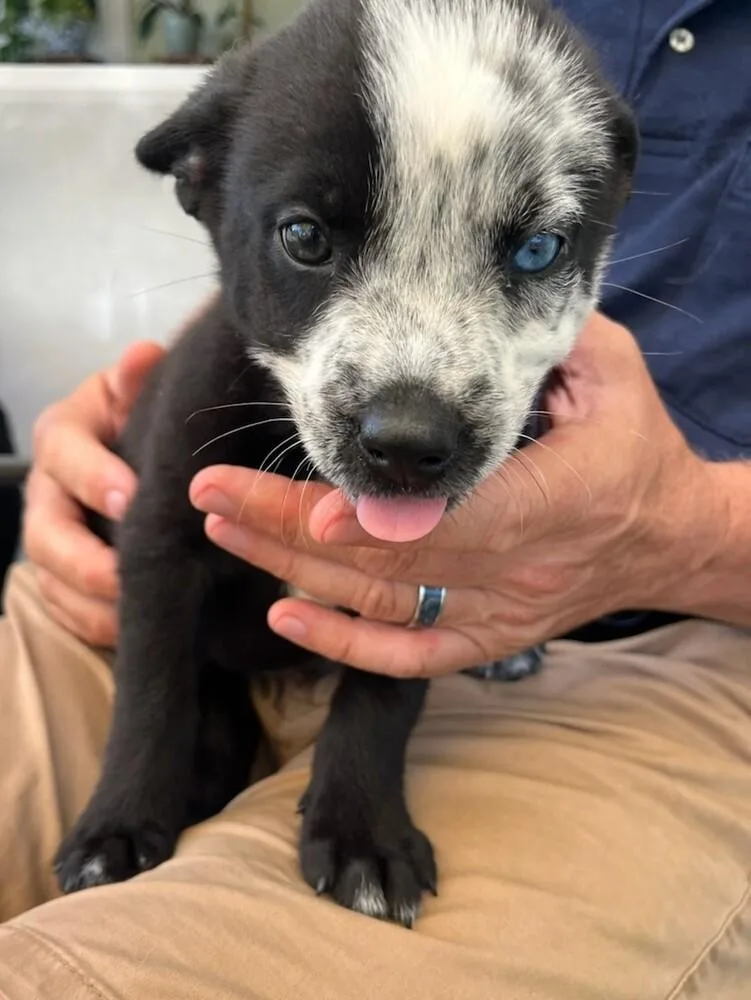 A baby medium-sized male Mixed Breed dog named Jamie TarttTed Lasso Litter for adoption in Columbus, OH