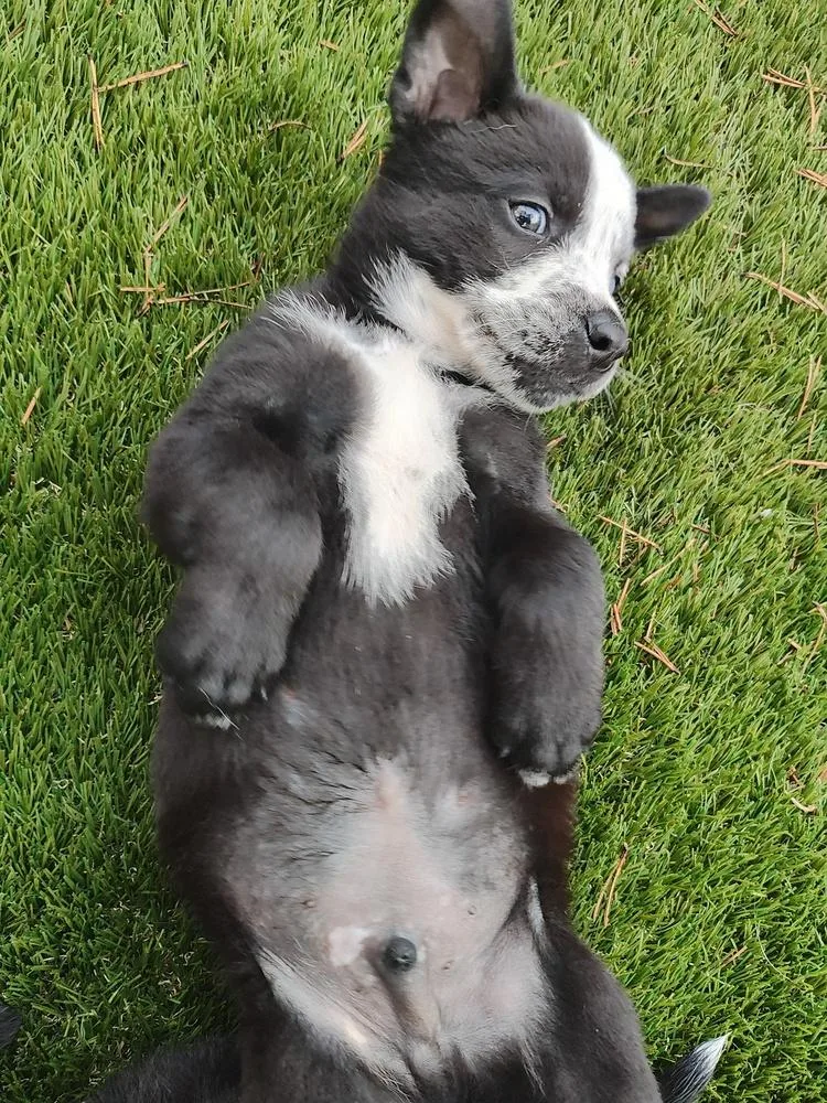 Jamie TarttTed Lasso Litter thumbnail 2