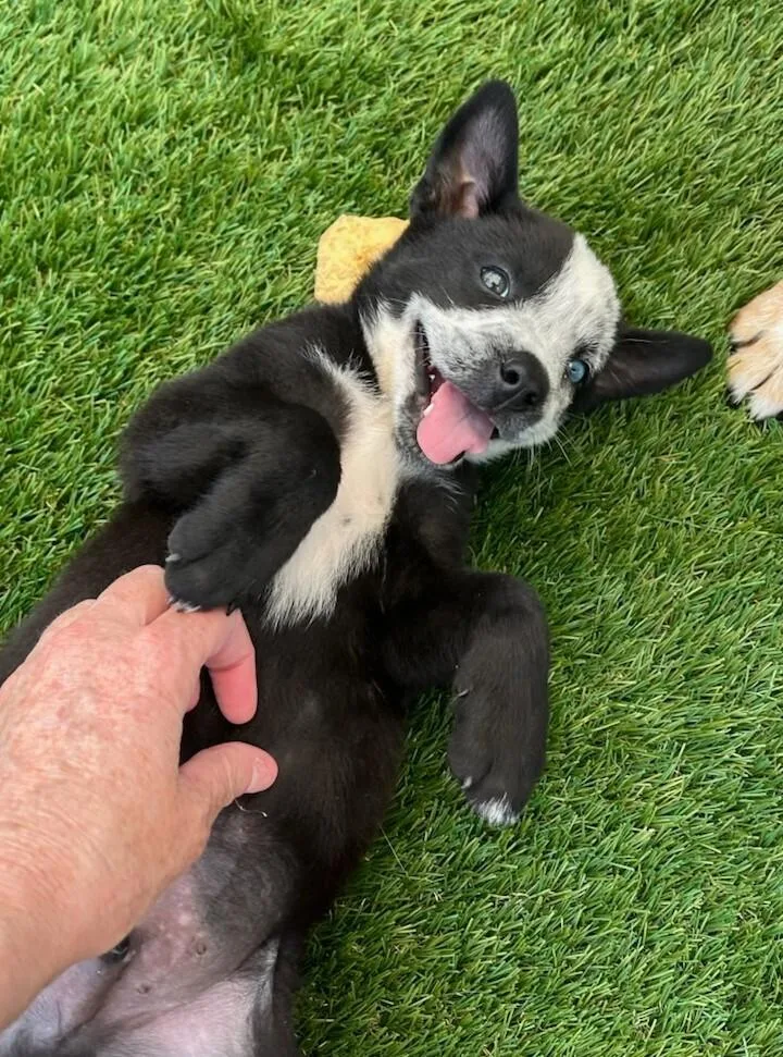 Jamie TarttTed Lasso Litter thumbnail 3