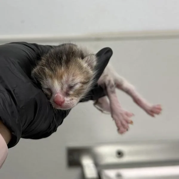 A baby small-sized female Domestic Short Hair cat named Tillie for adoption in San Diego, CA