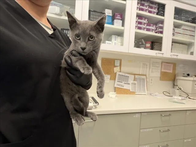A baby small-sized male Domestic Short Hair cat named Berry for adoption in Santa Fe, NM