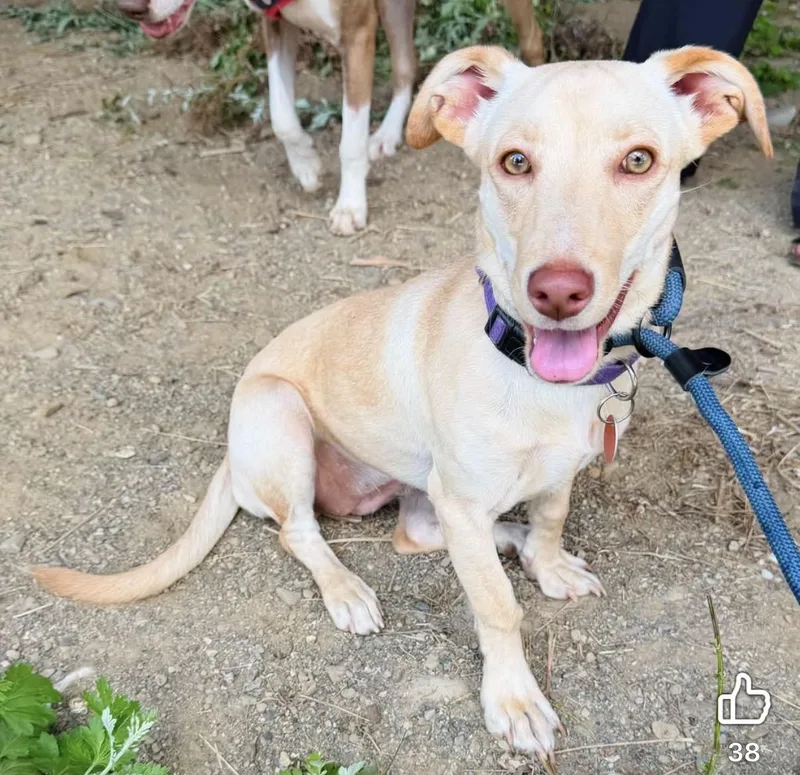 A young small-sized female Apricot / Beige Mixed Breed dog named Luna for adoption in Brooks, ME
