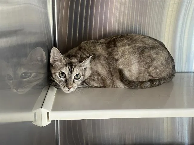 A young small-sized female Domestic Short Hair cat named Mei for adoption in Tustin, CA