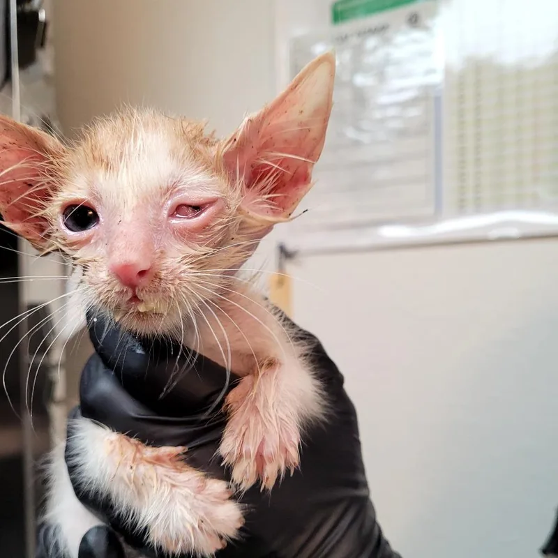 A baby small-sized male Domestic Short Hair cat named Chancellor for adoption in Allyn, WA
