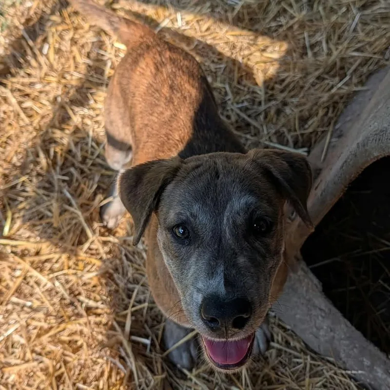 A baby medium-sized male Brindle Mixed Breed dog named Slash for adoption in Boaz, AL