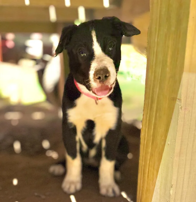 A baby medium-sized female Mixed Breed dog named Little Leana for adoption in Ellijay, GA