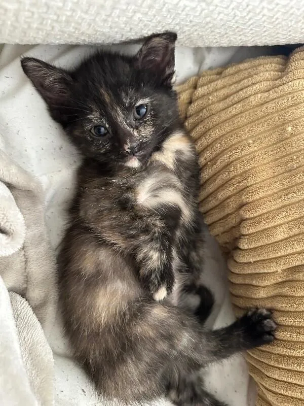A young medium-sized female Tortoiseshell Domestic Short Hair cat named Tori for adoption in Adrian, MI