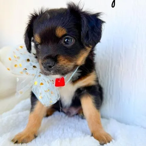 A baby small-sized male Black Australian Shepherd dog named Amigo for adoption in Tulsa, OK