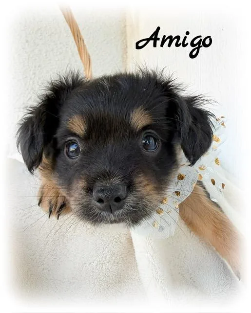 Amigo thumbnail 2