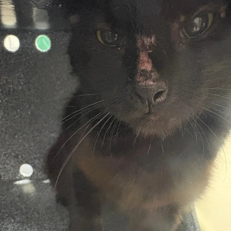 An adult medium-sized male Black Domestic Short Hair cat named Rasputin for adoption in Lufkin, TX