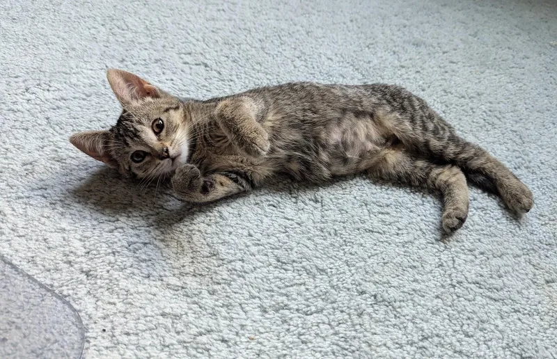 A baby small-sized female Tabby (Brown / Chocolate) Domestic Short Hair cat named Melody for adoption in Hudsonville, MI