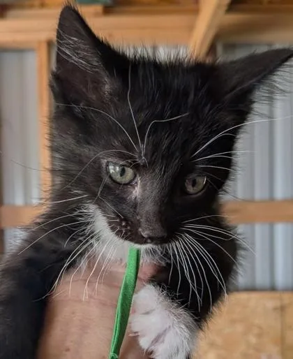 A young small-sized male Domestic Medium Hair cat named Oliver for adoption in Cecil, WI