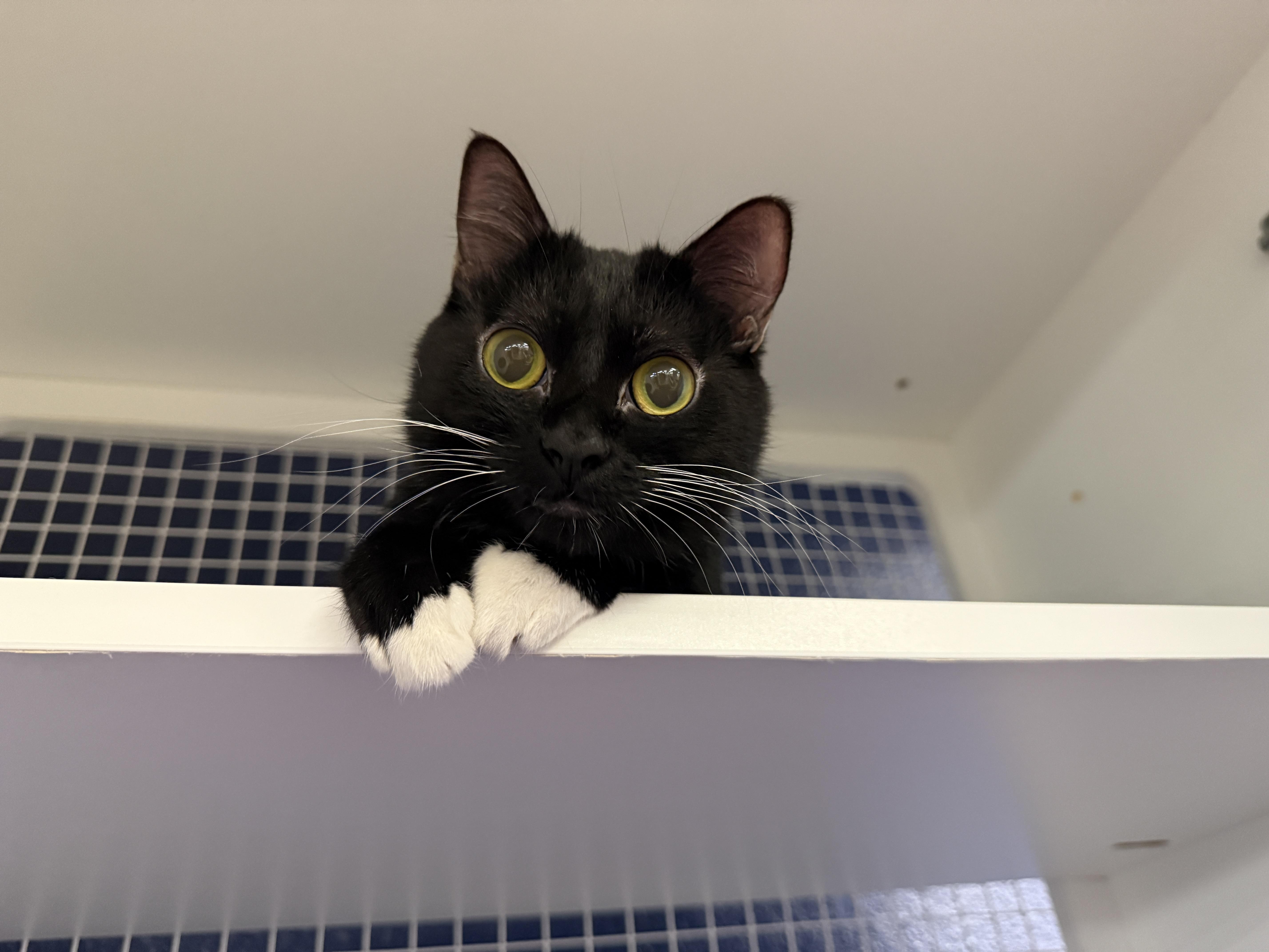 An adult medium-sized female Black & White / Tuxedo Domestic Short Hair cat named Denise for adoption in Oceanside, CA