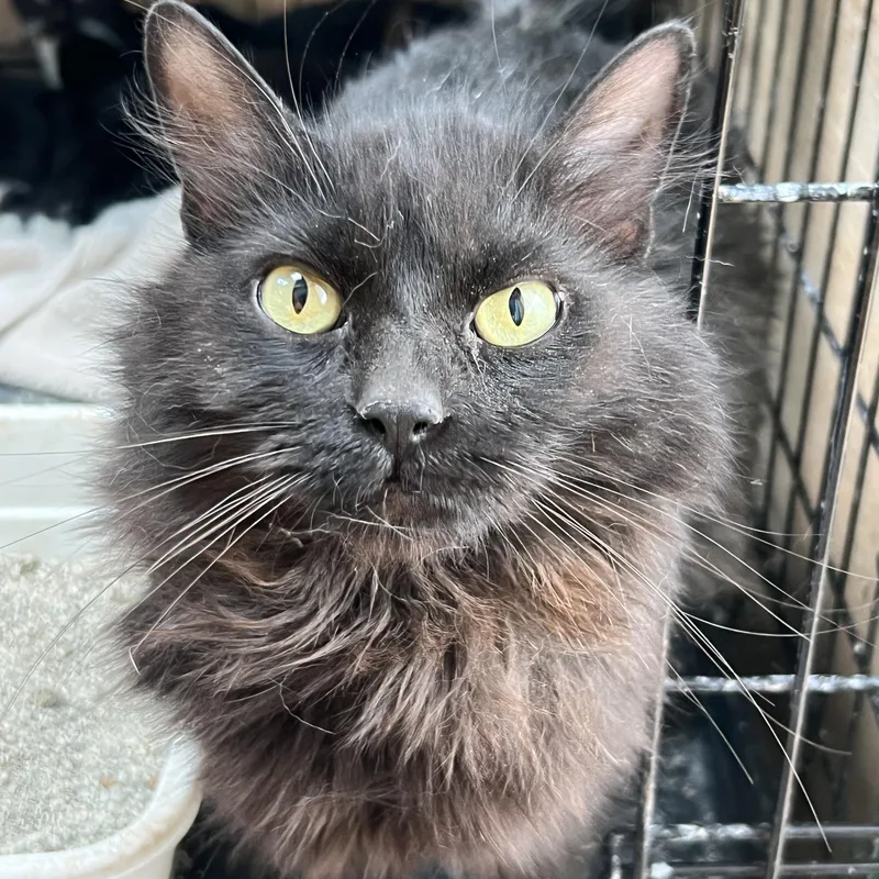 An adult medium-sized female Black Domestic Medium Hair cat named Sitar for adoption in Flagstaff, AZ