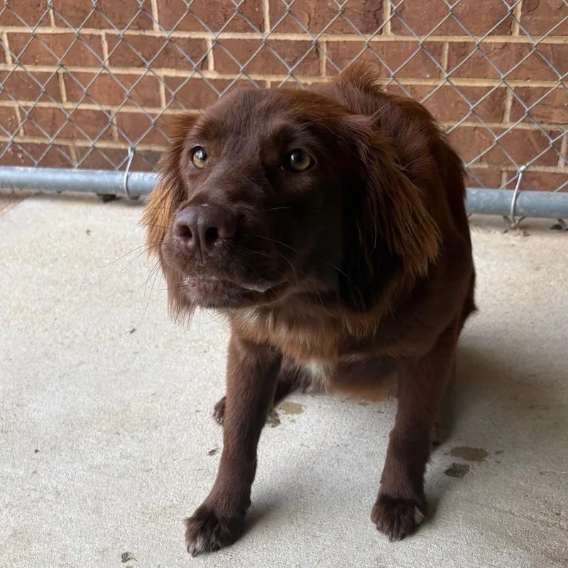 Rolo