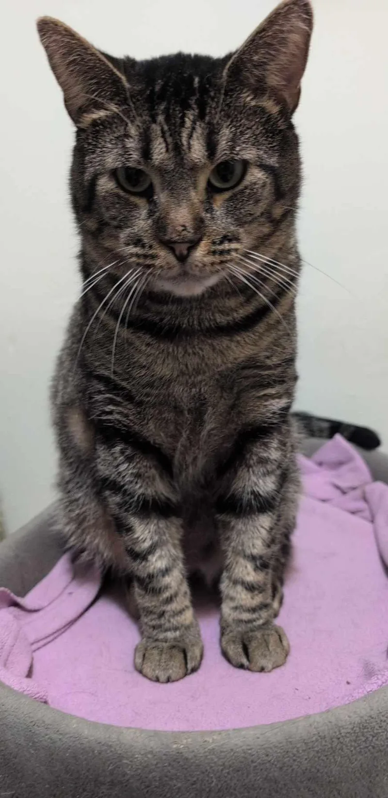 An adult medium-sized male Brown / Chocolate Tiger cat named Brock for adoption in Dublin, OH