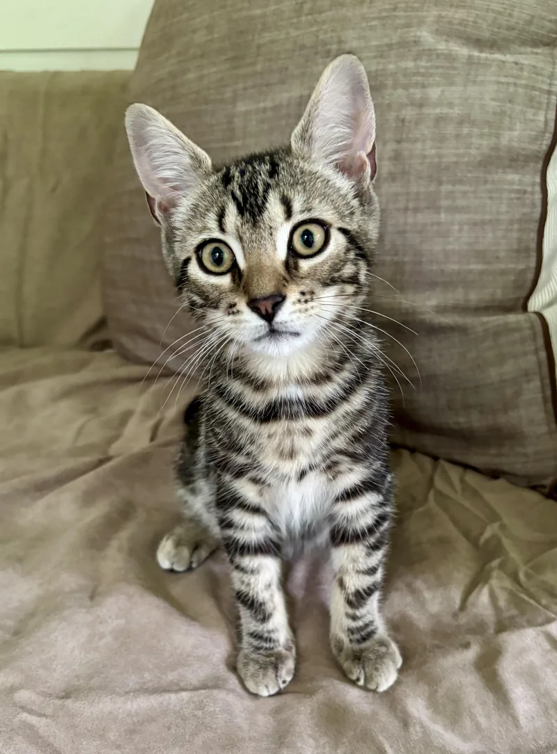A baby medium-sized male Tabby (Brown / Chocolate) Domestic Short Hair cat named Cal for adoption in Hudson, NY
