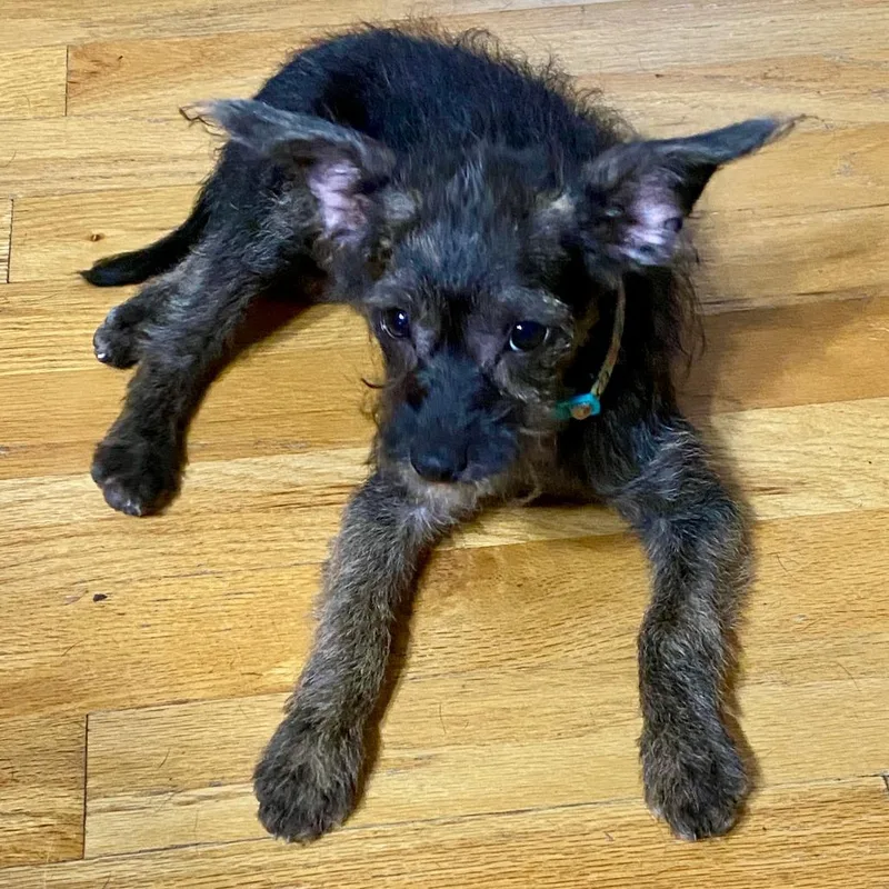 A baby small-sized female Black Chihuahua dog named Tilde for adoption in Houston, TX