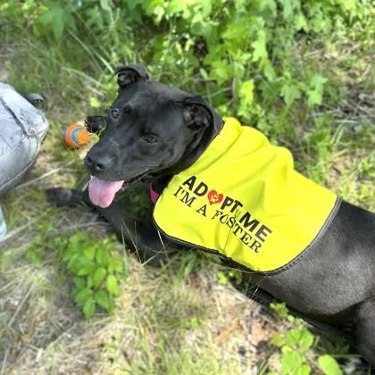 An adult large-sized female Pit Bull Terrier dog named Gamora for adoption in Washington, DC