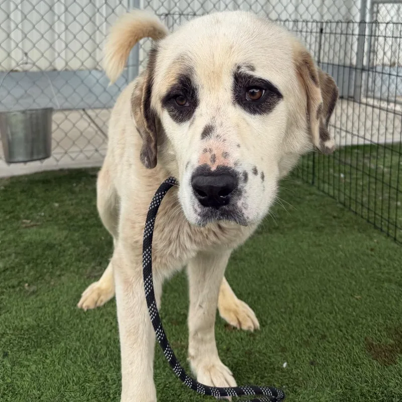 An adult large-sized male White / Cream Great Pyrenees dog named Checkers for adoption in Fort Bragg, CA