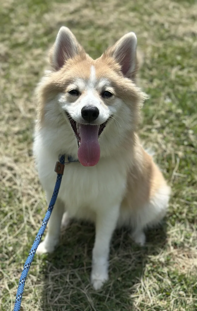 A young small-sized male Apricot / Beige Pomsky dog named Ollie for adoption in Meherrin, VA