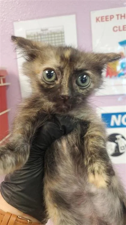 A baby small-sized female Black Domestic Short Hair cat named 61411225 for adoption in El Paso, TX