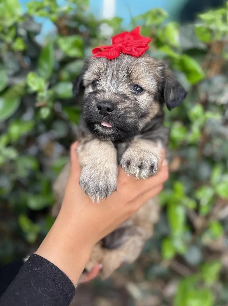 A baby medium-sized female Bicolor Poodle dog named Lucy for adoption in South El Monte, CA
