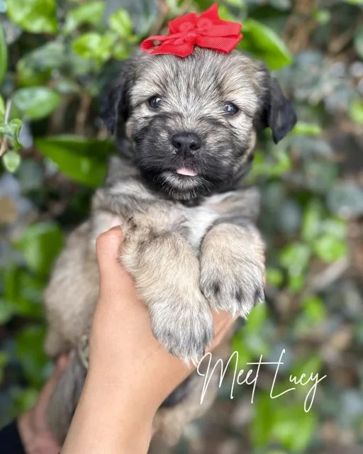 Lucy thumbnail 3