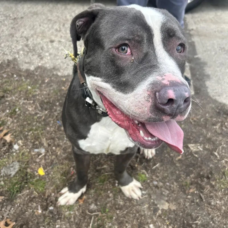 A young large-sized male Gray / Blue / Silver Pit Bull Terrier dog named Benji for adoption in Weimar, CA