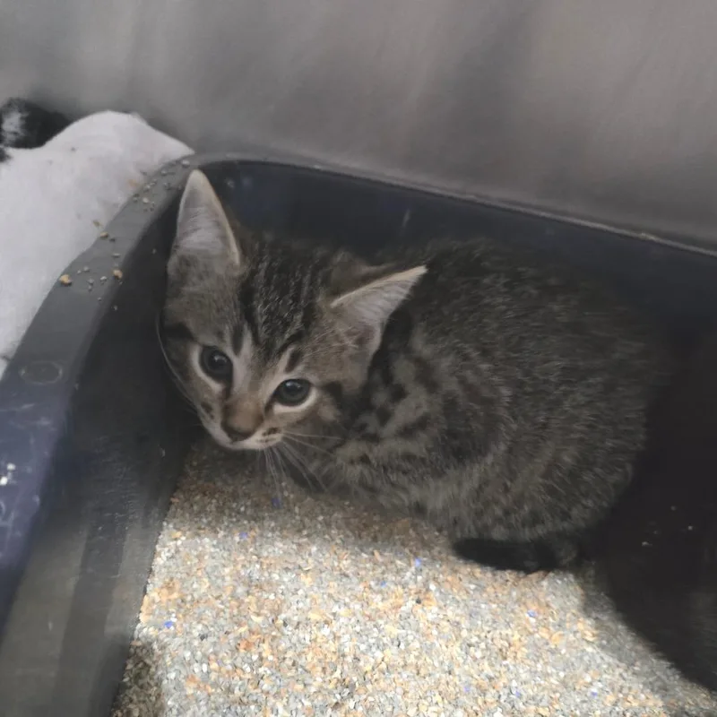 A baby small-sized male Brown / Chocolate Domestic Short Hair cat named Seal for adoption in Fairmont, WV