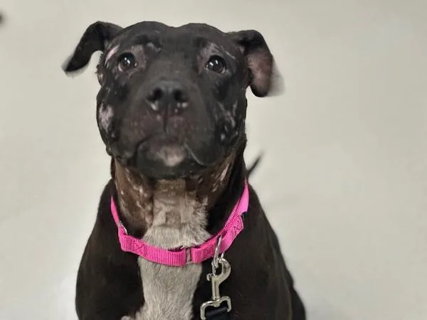 An adult medium-sized female Mixed Breed dog named Cheese for adoption in Ridgewood, NY