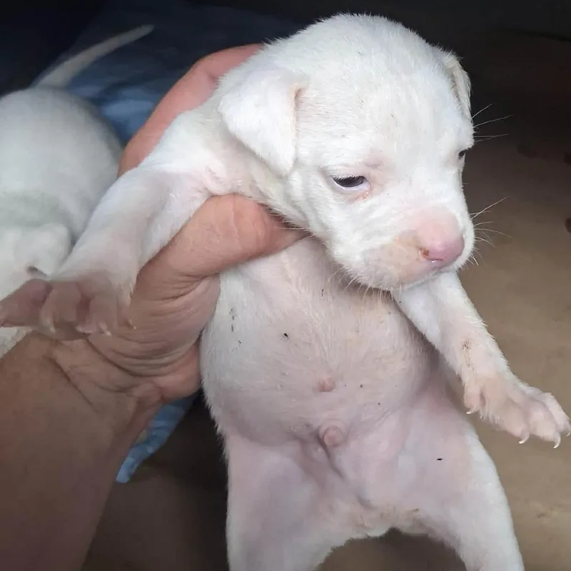 A baby small-sized male White / Cream English Bulldog dog named Chai for adoption in Long Island City, NY