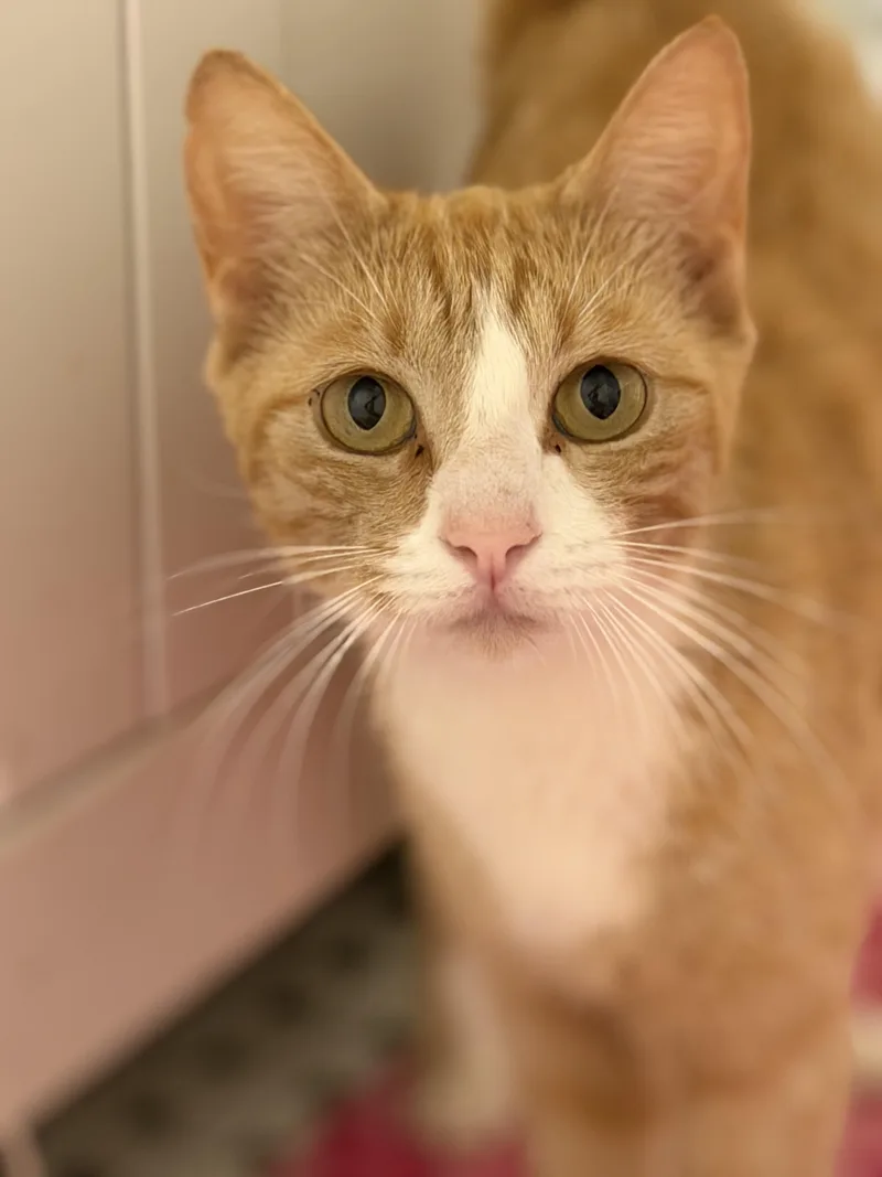 An adult medium-sized female Orange & White Domestic Short Hair cat named Wilma for adoption in Jacksonville, FL