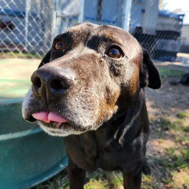 A senior medium-sized male Black Labrador Retriever dog named Marty for adoption in Corpus Christi, TX