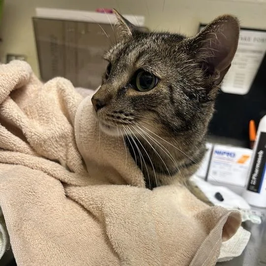 An adult medium-sized female Brown / Chocolate Domestic Short Hair cat named Bobbie for adoption in Asheville, NC