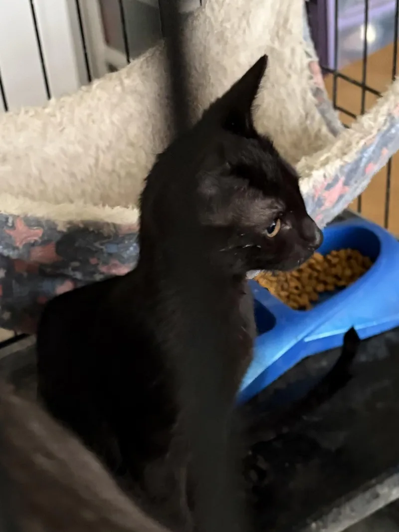 A baby medium-sized female Black Domestic Short Hair cat named Faye for adoption in Jacksonville, FL