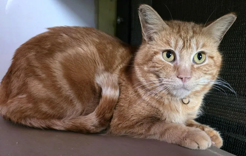 Sultan Of Saffron thumbnail 2