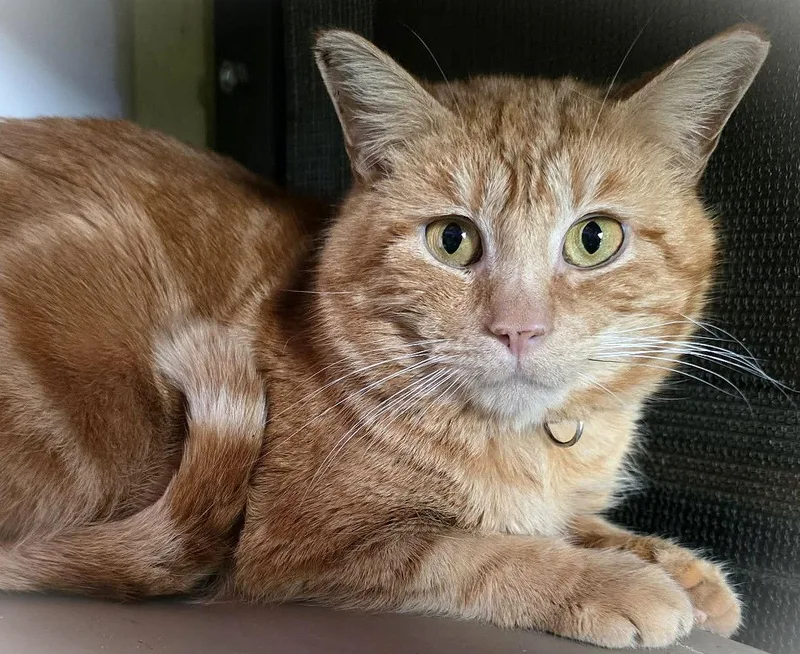 Sultan Of Saffron thumbnail 3