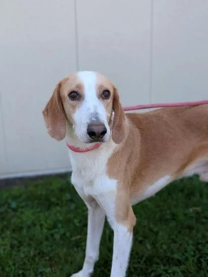 An adult medium-sized male Hound dog named Boone for adoption in Gulfport, MS
