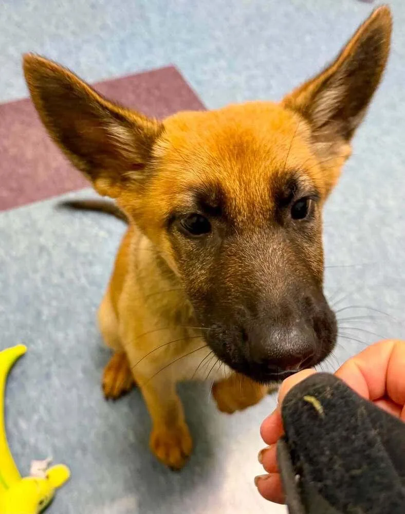 A baby small-sized female Tricolor (Brown, Black, & White) Belgian Shepherd / Malinois dog named Magnolia Located in for adoption in Imlay City, MI