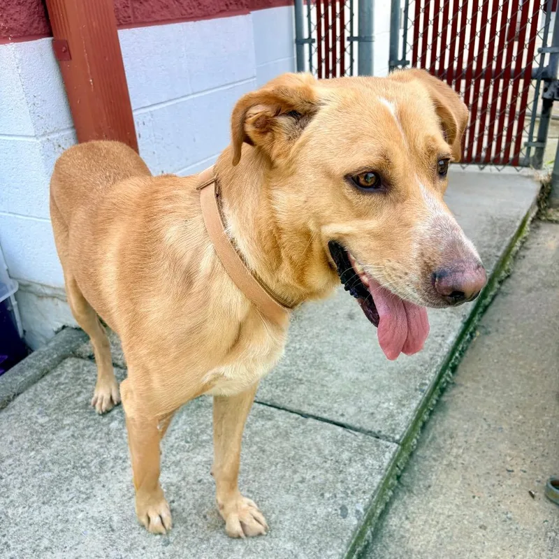 An adult large-sized male Labrador Retriever dog named Linguine for adoption in Mooresville, NC