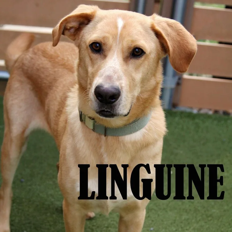 Linguine thumbnail 3