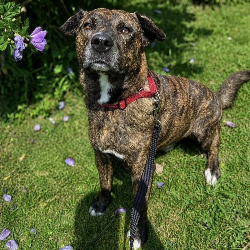 An adult medium-sized male Black Mixed Breed dog named Moosie for adoption in Spruce Pine, NC