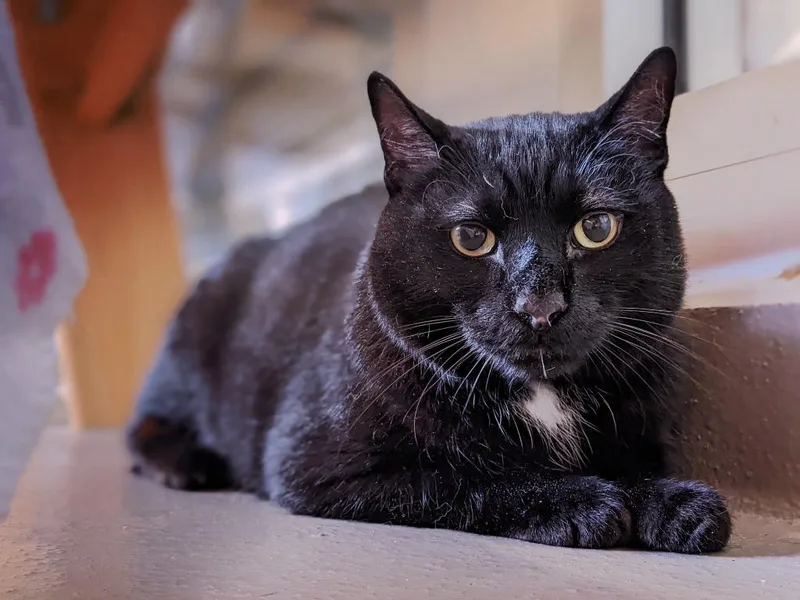A senior large-sized male Domestic Short Hair cat named Teddy for adoption in Hyde Park, NY